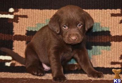 Labrador Retriever Puppies for Sale